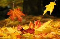 Falling Leaves dreamstime_11646793 (2)