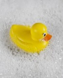 Rubber Ducky dreamstime_m_19349163 (2)